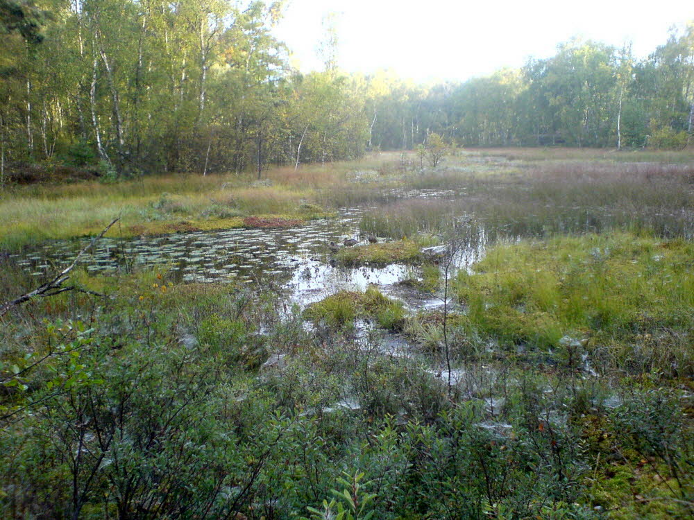 Änggården Torbjörnsmoss